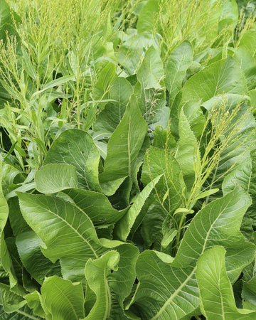 Horseradish Plant in a 11cm Pot Garden Ready Herb Plant