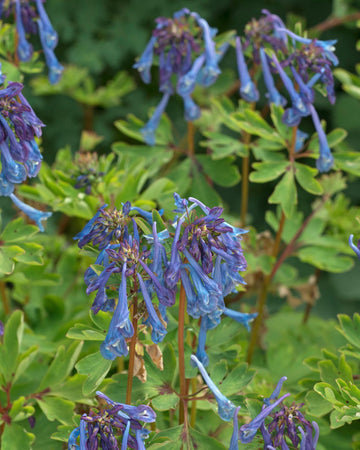 Perfect Plants Corydalis Solida China Blue in 17cm Pot – Shade-Loving Plant with Delicate Blue Flowers