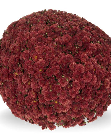 Chrysanthemum Plants - Stunning Red Flowers - Outdoor Garden Ready in 17cm Pots - Perennial All Year Round - Garden Mums