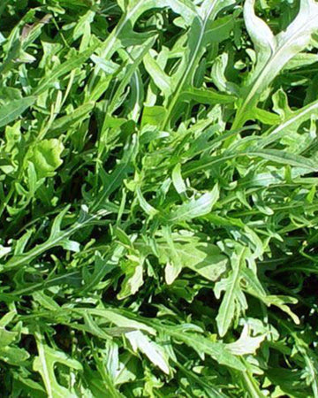 Wild Rocket Plant in a 11cm Pot. Arugula