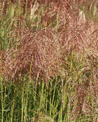 Miscanthus Grass Plant - Sinensis Pink Cloud in a 17cm pot - Hardy Ornamental Grass