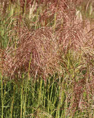 Miscanthus Grass Plant - Sinensis Pink Cloud in a 17cm pot - Hardy Ornamental Grass
