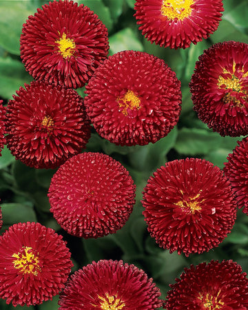 Bellis Plants Red - 6 Plants Each Delivered in a 10.5cm Plant Pot - Pom Pom Flowers