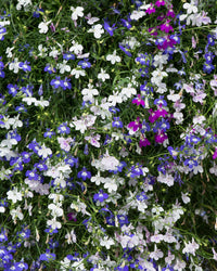 Trailing Lobelia Mixed Colours - 6 Pack Garden Ready Plants