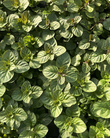 Orange Mint Plant in a 13cm pot Garden Ready Herb Plant