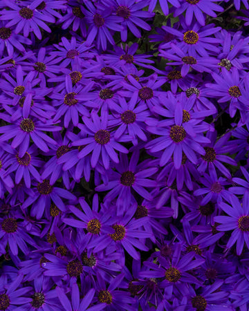 Cineraria Senetti Plants Deep Blue - Delivered in a 17cm Plant Pot - Stunning Flowers