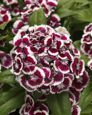 Dianthus Plants Pink - 6 Plants Each Delivered in a 10.5cm Plant Pot - Delightful Sweet Fragrance