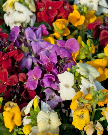 Wallflower Plants Mixed Colours - 6 Plants Each Delivered in a 10.5cm Plant Pot - Delightful Sweet Fragrance