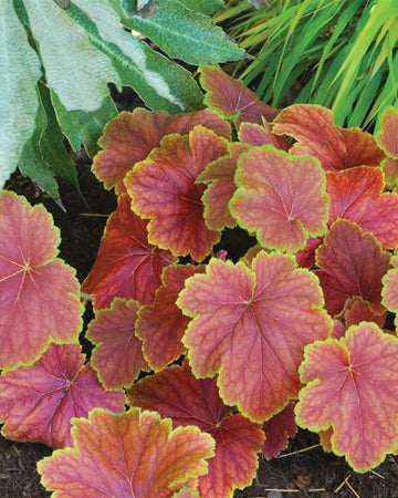 Perfect Plants Heuchera Delta Dawn Plant in 17cm Pot – Fabulous Foliage in Vibrant Peach and Red Tones, Hardy Perennial for Garden Borders