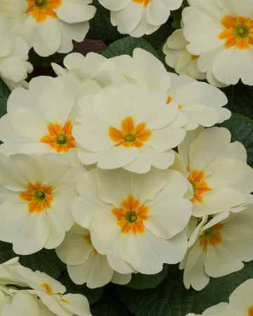 Primrose Plants Cornish Cream - 6 Plants Each Delivered in a 10.5cm Plant Pot - Vibrant flowers with Delicate Blooms