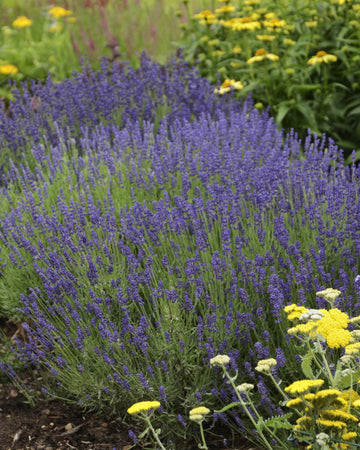 Lavender Hidcote Plant in a 13cm pot Outdoor Garden Ready