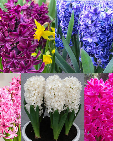 Hyacinth 15 Bulb Gift Set – 5 Stunning Outdoor Spring Varieties Size 16/17: Woodstock, Blue Trophy, Pink Pearl, Jan Box, Fairy White, Premium Quality Flowering Bulbs, Gift for Gardeners