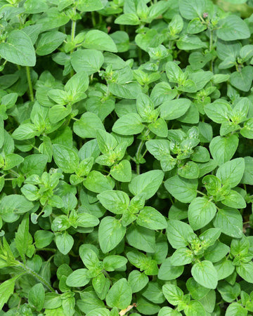 Oregano plant in 13cm pot Garden Ready Herb Plant