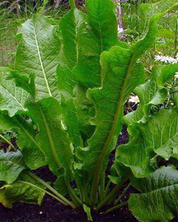 Horseradish Plant in a 11cm Pot Garden Ready Herb Plant