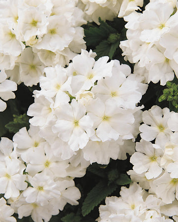 Verbena White Bedding Plants - 6 Pack of Garden Ready Plants