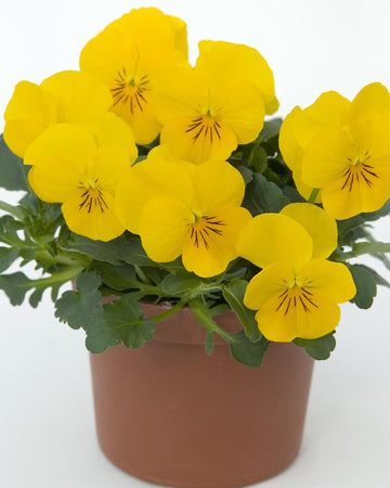 Viola Bedding Plants Yellow - 6 Pack Garden Ready Plants