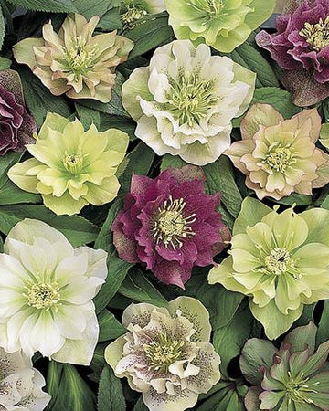Perfect Plants Hellebore Double Queen Mix Plant in 17cm Pot – Beautiful Double-Flower Varieties, Hardy Perennial for Shade Gardens