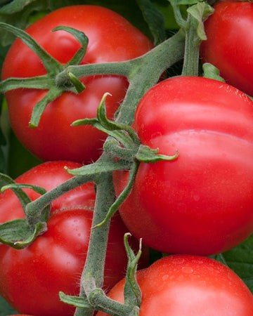 Tomato Plant Shirley in 3 x 9cm Pots - Garden Ready to Plant