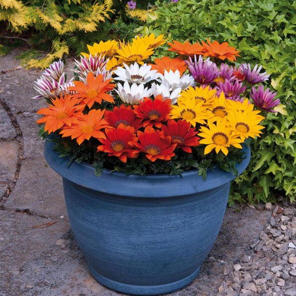 Gazania Plants Mixed Colour - 6 Pack Bedding Plants - Perfect Plants