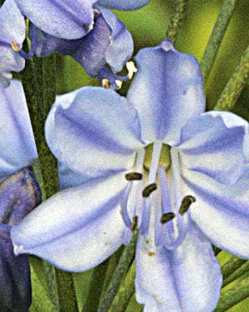 Perfect Plants Agapanthus Donau Plant in 17cm Pot – Garden-Ready Perennial, Stunning Blue African Lily, Hardy for Garden Borders and Containers
