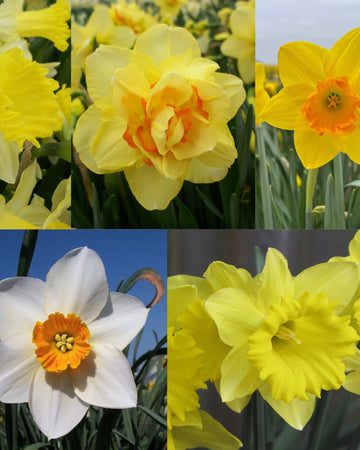 Spring Daffodil 50 Bulb Gift Box Collection – 5 Premium Varieties Size 12/14 (BestSeller, Tahiti, Tamara, Fortune & Sempere Avanti) – Garden-Ready Spring Bulbs, Gift For Gardeners