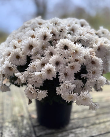 Chrysanthemum Plants - Stunning White Flowers - Outdoor Garden Ready in 17cm Pots - Perennial All Year Round - Garden Mums