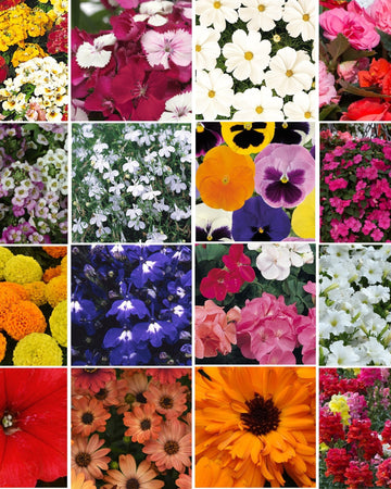 Bedding Plant Bundle
