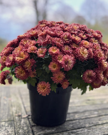 Chrysanthemum Plants - Stunning Red Flowers - Outdoor Garden Ready in 17cm Pots - Perennial All Year Round - Garden Mums