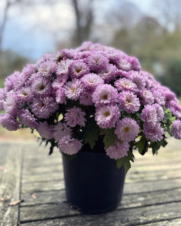 Chrysanthemum Plants - Stunning Pink Flowers - Outdoor Garden Ready in 17cm Pots - Perennial All Year Round - Garden Mums