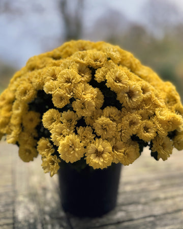 Chrysanthemum Plants - Stunning Yellow Flowers - Outdoor Garden Ready in 17cm Pots - Perennial All Year Round - Garden Mums