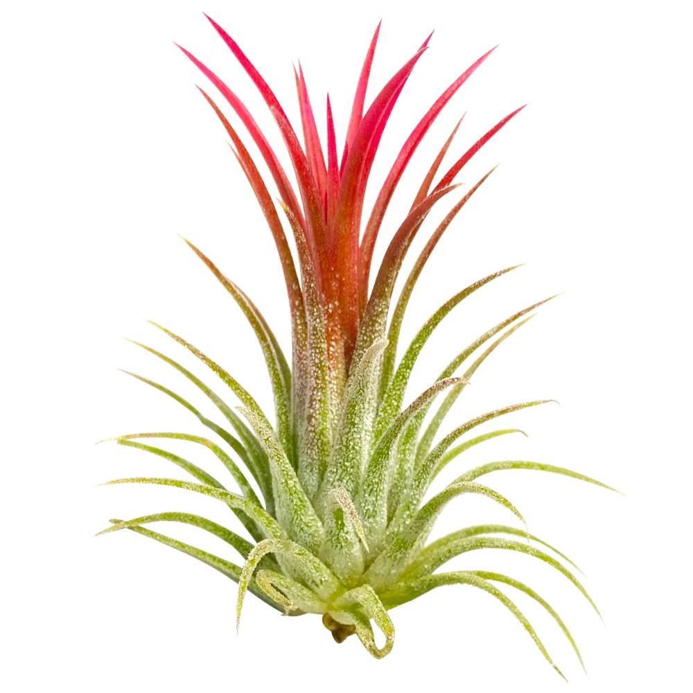 Air Plant | Tillsandia | Ionantha Rubra