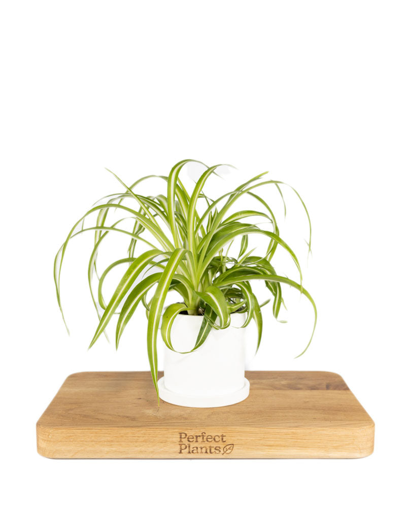 Bonnie Caribbean Spider Plant