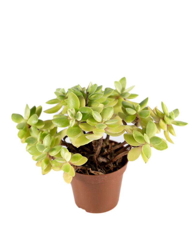 money maker jade plant Jade Plant