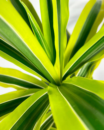 dracaena yellow coast Dragon Tree | Yellow Coast