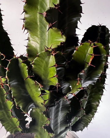 Euphorbia eritrea cactus