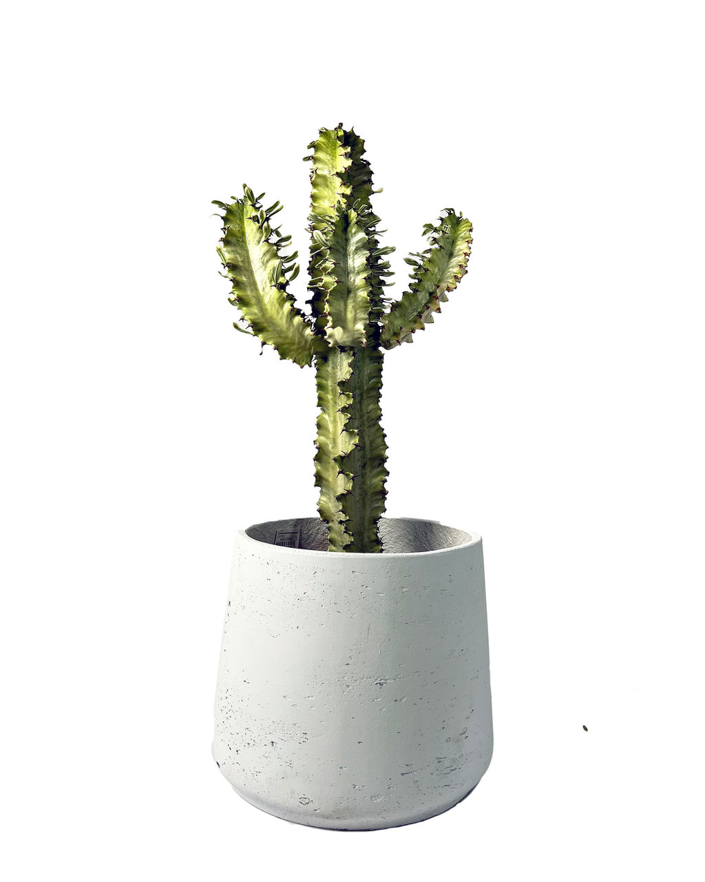 Euphorbia Eritrea cactus