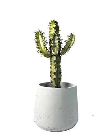 Euphorbia eritrea cactus (variagated)