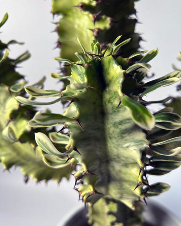 Euphorbia eritrea cactus (variagated)