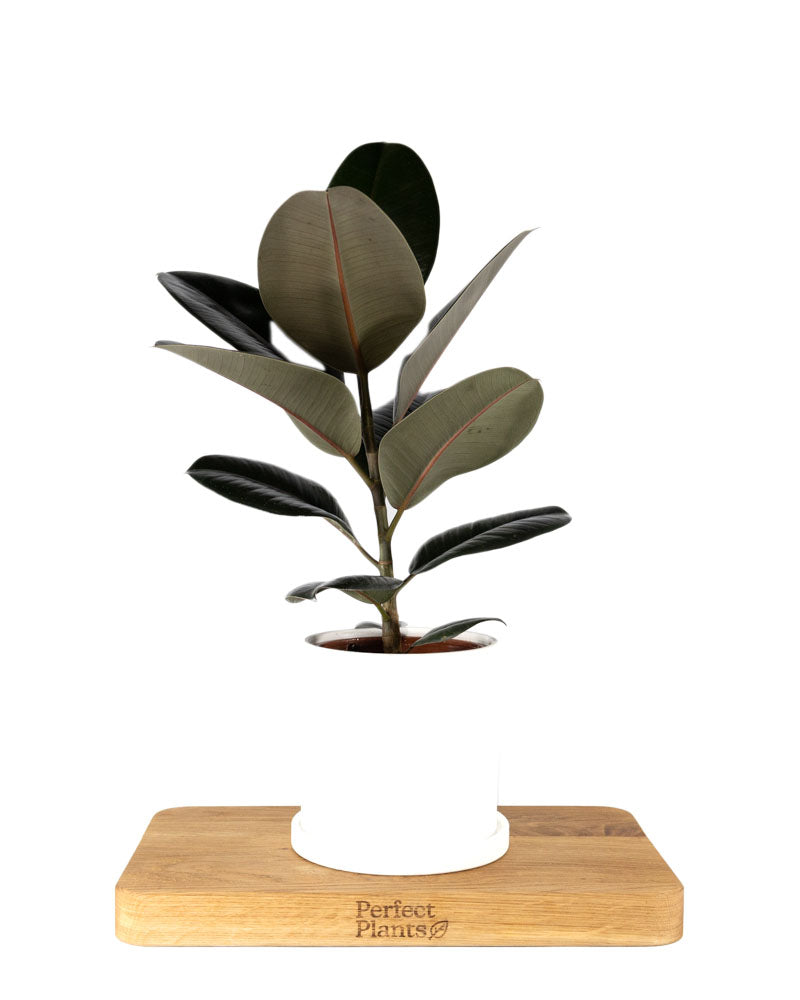 Rubber Plant
