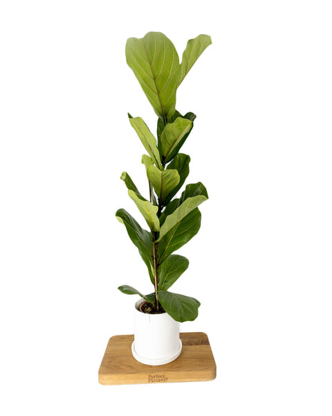 Fiddle Leaf Fig | Ficus Lyrata - Perfect Plants