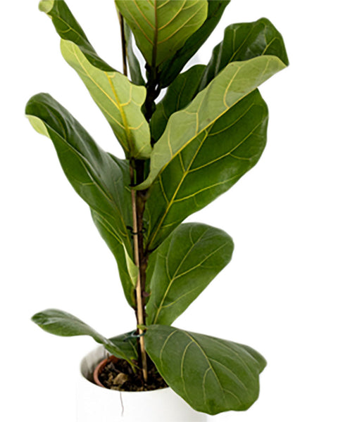 Fiddle Leaf Fig | Ficus Lyrata - Perfect Plants