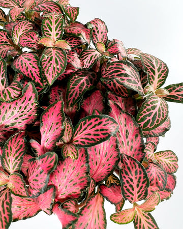 Mosaic Plant (Pink Forest Flame)