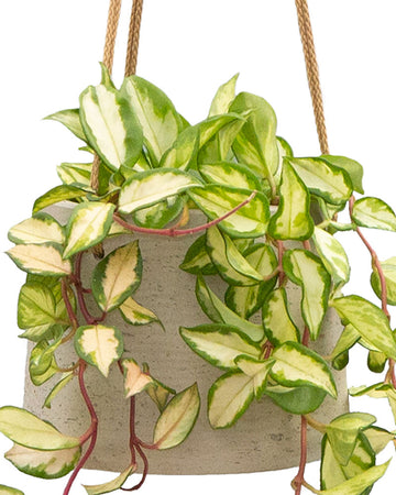 Wax Plant (Hoya Carnosa Tricolour)