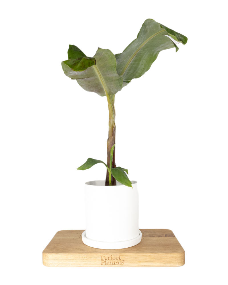 Bananenplant - Musa 'Dwarf Cavendish' - Hoogte 90-100cm - ⌀21cm - Plant