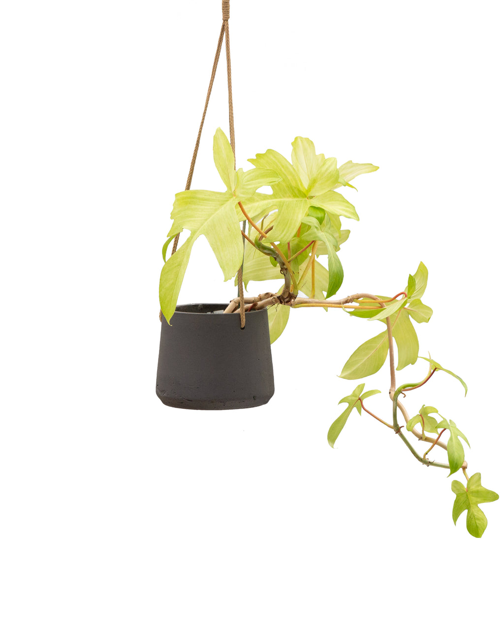philodendron florida ghost uk Philodendron