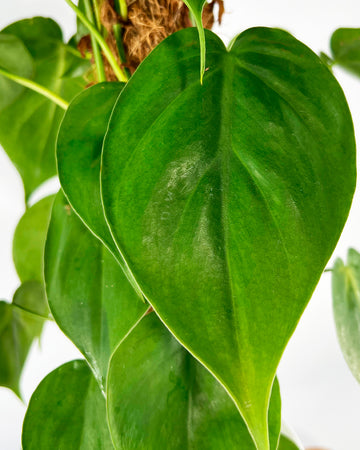 Philodendron - Scandens Heart Leaf