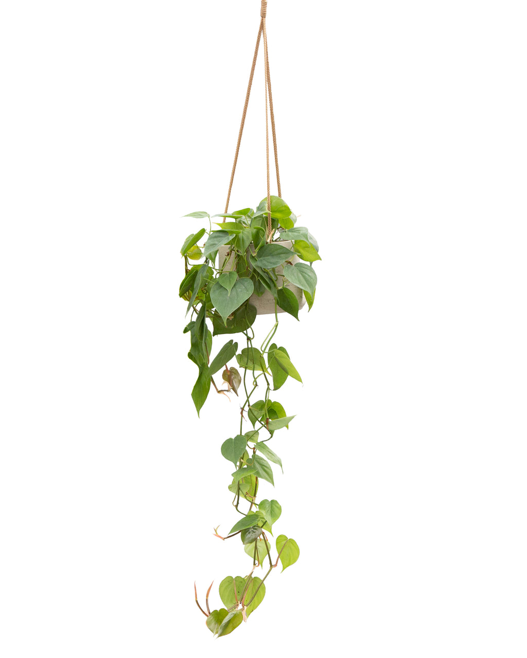 Philodendron | Scandens Heart Leaf