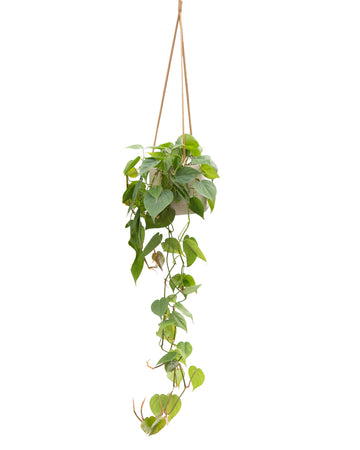 Philodendron (Scandens Heart Leaf) - Hanging