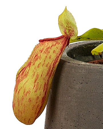 Pitcher Plant (Monkey Cup)