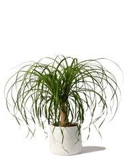 Ponytail Palm